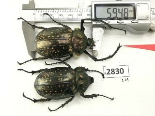 K2830 Unmounted Beetle Euchiridae Cheirotonus 59.  48mm Vietnam Central