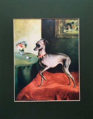 Italian Greyhound - Matted Dog Art Print - 11”x14”