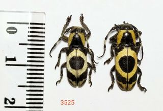 2x.  Callimetopus Illecebrosus From Central Sulawesi (3525)