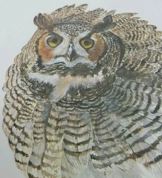 Vintage Bird Prints Owl Tuck Hayward Limited Edition 11×8.  5 Watercolor Numbered