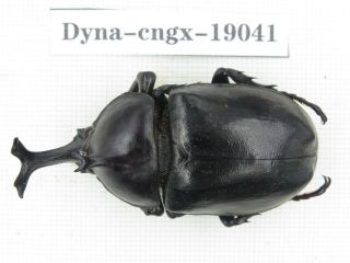 Beetle.  Trypoxylus Sp.  China,  Guangxi,  Mt.  Laoshan.  1m.  19041.
