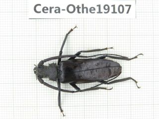 Beetle.  Cerambycidae Sp.  Myanmar,  Kechin,  Nanse.  1pcs.  19107.