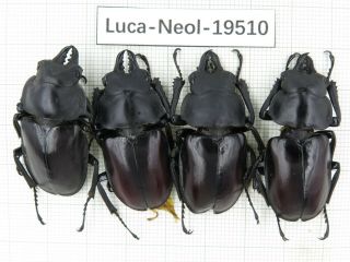 Beetle.  Neolucanus Sp.  China,  Tibet,  Motuo County.  4m.  19510.