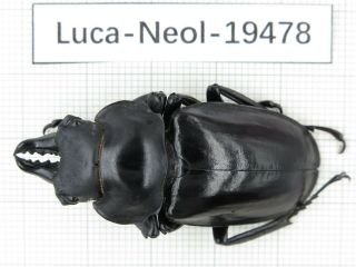 Beetle.  Neolucanus Sp.  China,  Tibet,  Motuo County.  1m.  19478.