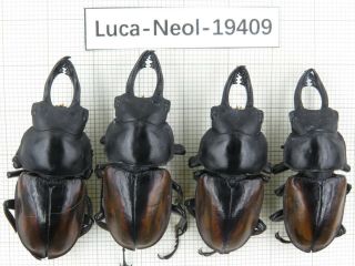 Beetle.  Neolucanus Sp.  China,  Guangxi,  Mt.  Damingshan.  4m.  19409.
