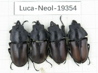 Beetle.  Neolucanus Sp.  China,  Yunnan,  Fenshuiling.  4m.  19354.