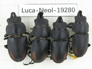 Beetle.  Neolucanus Sp.  China,  Guangxi,  Baise,  Mt.  Laoshan.  4m.  19280.