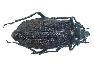 Acanthinodera Cummingi Female Huge Xxl Size 75mm,  Cerambycidae Chile