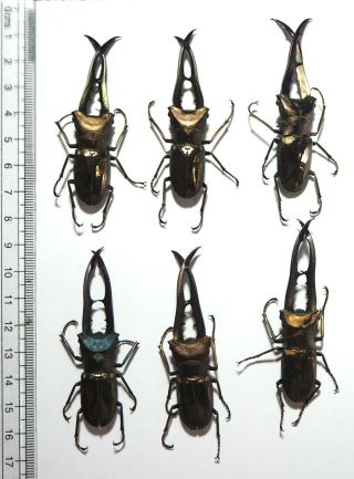 Lucanidae.  6 X Cyclommatus Metallifer Finae. ,  65mm Peleng Is