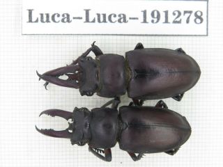 Beetle.  Lucanus Sp.  China,  Guangxi,  Baise,  Mt.  Laoshan.  2m.  191278.