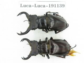 Beetle.  Lucanus Langi.  China,  Tibet,  Motuo County.  2m.  191139.