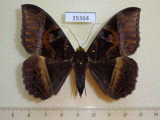 35364p Noctuidae Cyligramma Disturbans Madagascar