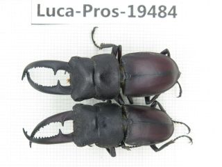 Beetle.  Prosopocoilus Sp.  China,  Guangxi,  Baise,  Mt.  Laoshan.  2m.  19484.