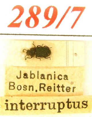 289 - 7 Tenebrionidae - Old Coll.  Bolitophagus Interruptus Illiger,  1800