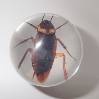 American Cockroach Periplaneta Americana Specimen Clear 60 Mm Insect Sphere Ball