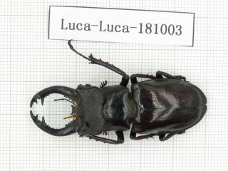 Beetle.  Lucanus Langi.  China,  Tibet,  Motuo County.  1m.  181003.