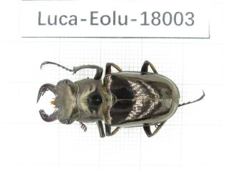 Beetle.  Eolucanus Sp.  Myanmar,  Kechin Area,  Nanse.  1m.  18003.