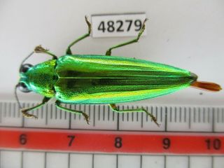 48279 Buprestidae,  Chrysochroa Sp?.  Vietnam South