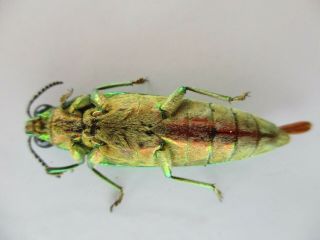 48279 Buprestidae,  Chrysochroa sp?.  Vietnam South 2