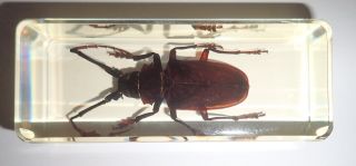 Titan Longhorn Beetle Titanus Giganteus In Amber Clear Block Education Specimen