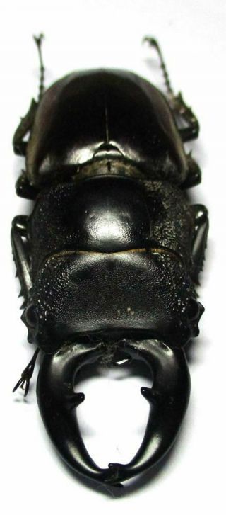 N006 Lucanidae: Prosopocoilus Lumawigi Male 57mm Pronotum - Body Loose