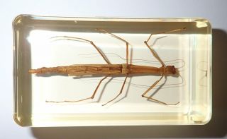 Stick Insect Sipyloidea Sipylus Education Specimen 73x40x22 Mm Amber Clear Block