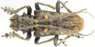 Insect - Cerambycidae Cerambycidae Sp.  2 - Tanzania - 28mm.