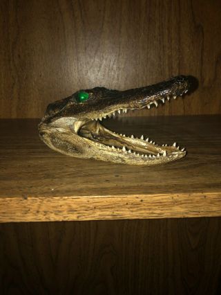 5 In A Half Inch Alligator Skull.  Taxidermy