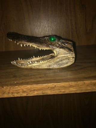 5 in a half inch alligator skull.  Taxidermy 2