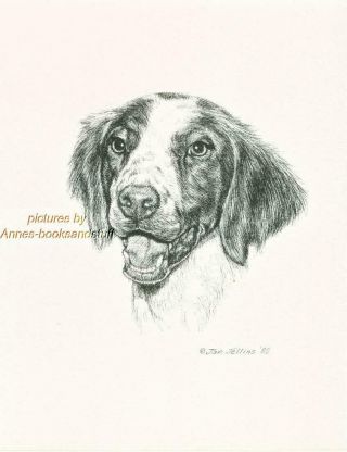 245 Brittany Spaniel Dog Art Print Pen And Ink Drawing By Jan Jellins