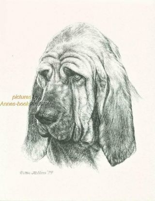 233 Bloodhound Portrait Dog Art Print Pen & Ink Drawing By Jan Jellins