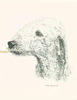 137 Bedlington Terrier Dog Art Print Pen & Ink Drawing Done By Jan Jellins