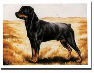 Rottweiler In Field Notecards 6 Note Cards 6 Envelopes By Ruth Maystead