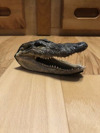 Real Alligator Head From Florida