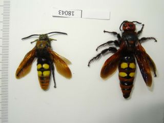 Beetle,  Wasp,  18043,  Hymenoptera,  Scolia Sp. ,  M,  F