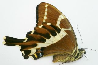 Papilio Delalandei Female From Madagascar