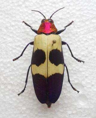 Buprestidae: Chrysochroa Buqueti Rugicollis 42,  Mm,  Chiang Mai,  Thailand,  A1