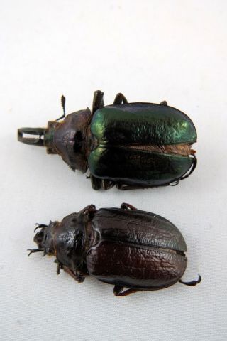 Sphaenognathus Monguilloni Pair A - Beetle Taxidermy Real Unmounted