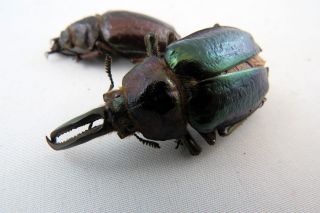 Sphaenognathus monguilloni PAIR A - beetle Taxidermy REAL Unmounted 2