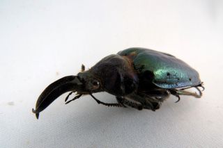 Sphaenognathus monguilloni PAIR A - beetle Taxidermy REAL Unmounted 3