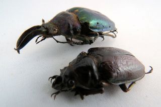 Sphaenognathus monguilloni PAIR A - beetle Taxidermy REAL Unmounted 4