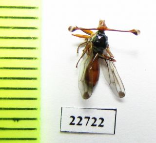 Diptera Sp. ,  South Africa Rep.