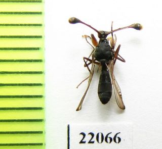 Diptera Sp. ,  Zambia