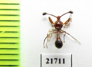 Diptera Sp. ,  Myanmar