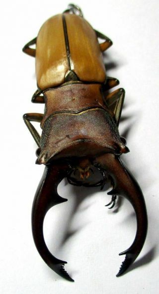 I004 Lucanidae: Cyclommatus Alagari Male 56mm