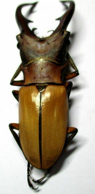 i004 Lucanidae: Cyclommatus alagari male 56mm 4