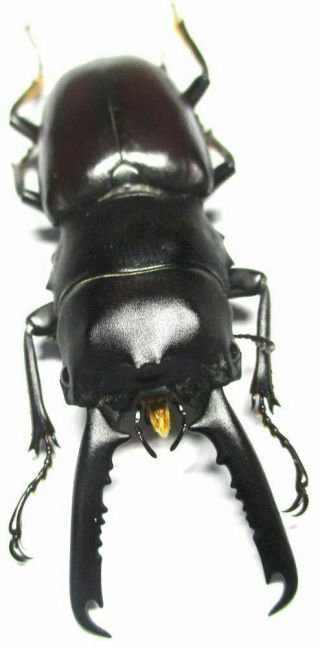 A017 Lucanidae: Prosopocoilus Gertrudesae Male 51.  5mm