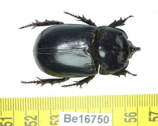 Trichogomphus Dynastidae Coleoptera Real Insect Beetle Vietnam Be (16750)