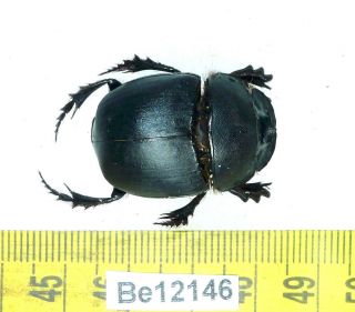 Scarabaeidae Coleoptera Beetle Real Insect Vietnam Be (12146)
