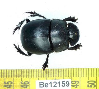 Scarabaeidae Coleoptera Beetle Real Insect Vietnam Be (12159)